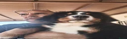 Boyero de Berna perros en venta: Boyero de berna  - Anuncio 7