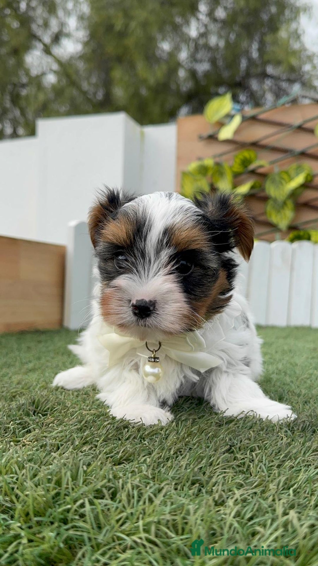 Yorkshire Terrier perros en venta: YORKSHIRE BIEWER - Anuncio 5