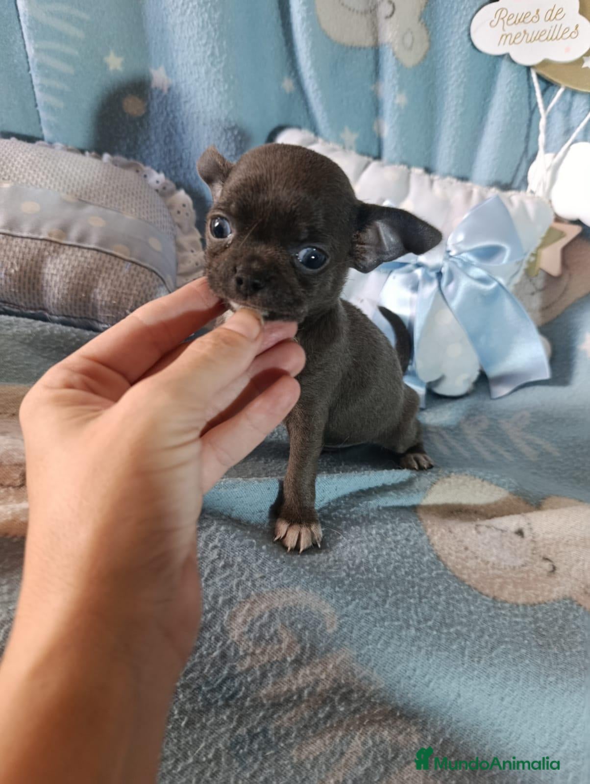 Chihuahua perros ‼️‼️PRECIOSA CAMADA DE CHIHUAHUAS TAMAÑO MINI - Anuncio 1