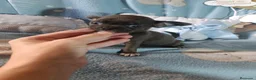 Chihuahua perros en venta: ‼️‼️PRECIOSA CAMADA DE CHIHUAHUAS TAMAÑO MINI - Anuncio 1