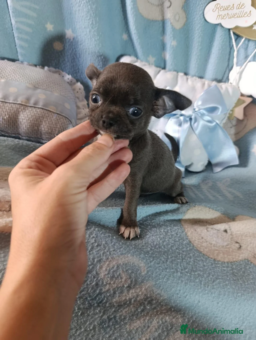 Chihuahua perros en venta: ‼️‼️PRECIOSA CAMADA DE CHIHUAHUAS TAMAÑO MINI - Anuncio 1