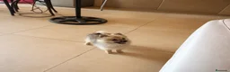 Pomerania perros en venta: Pomerania  - Anuncio 4