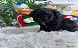 Caniche Toy perros en venta: CANICHE TOY - Anuncio 3