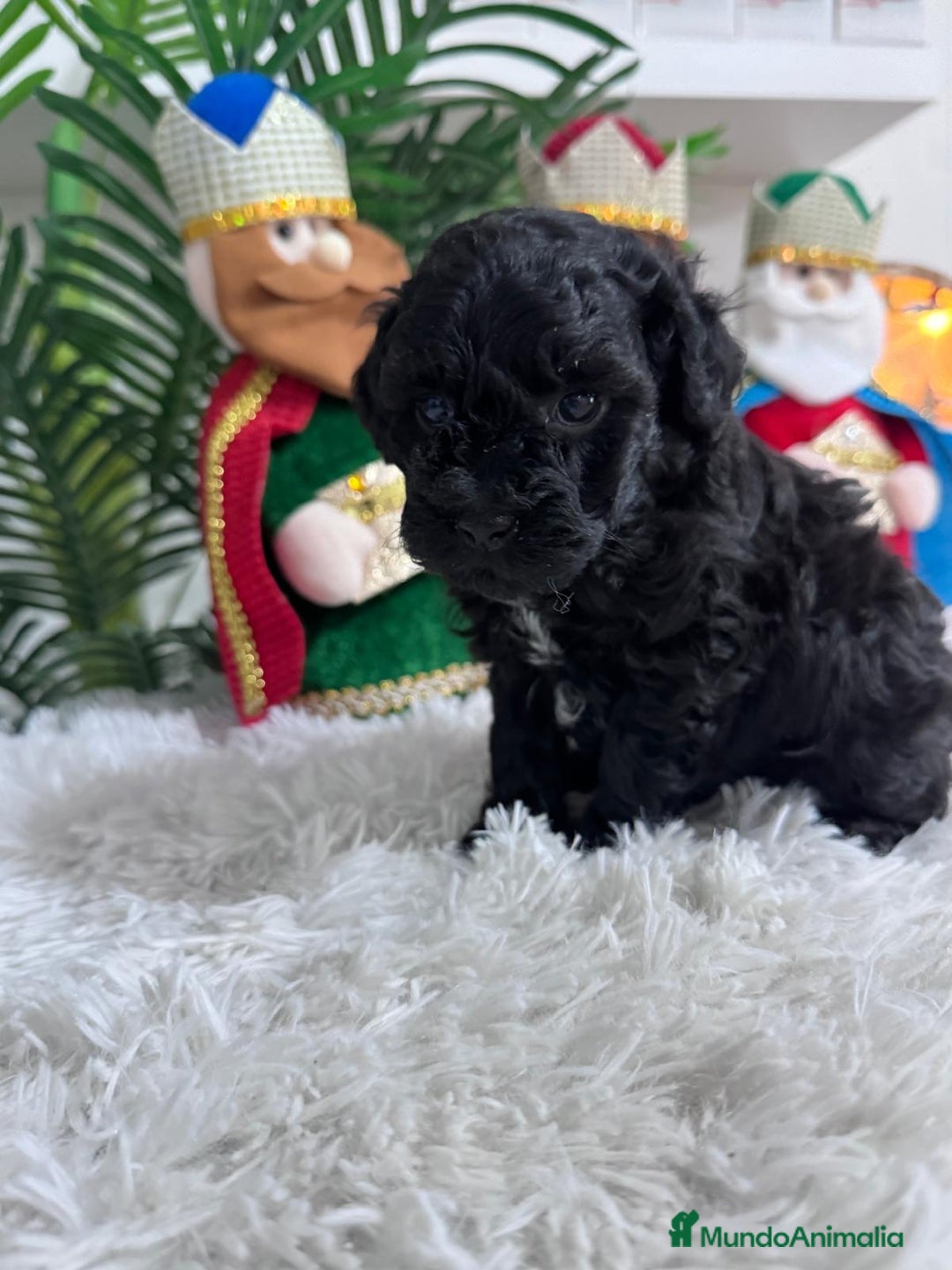 Caniche Toy perros en venta: CANICHE TOY - Anuncio 3