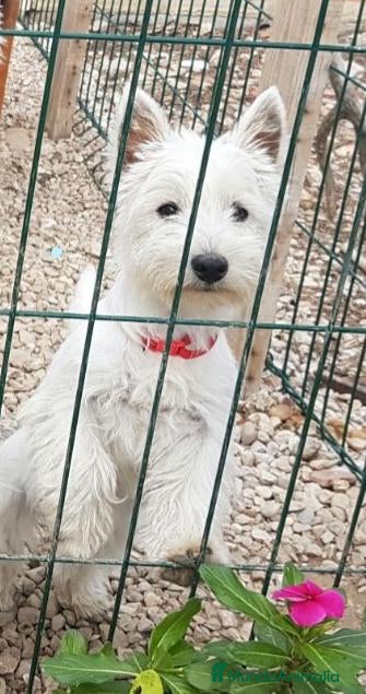 West Highland White Terrier perros Cachorritos de westy - Anuncio 1