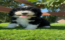 Perro de Agua Español perros en venta: PERRO DE AGUA MACHO - Imagen 21