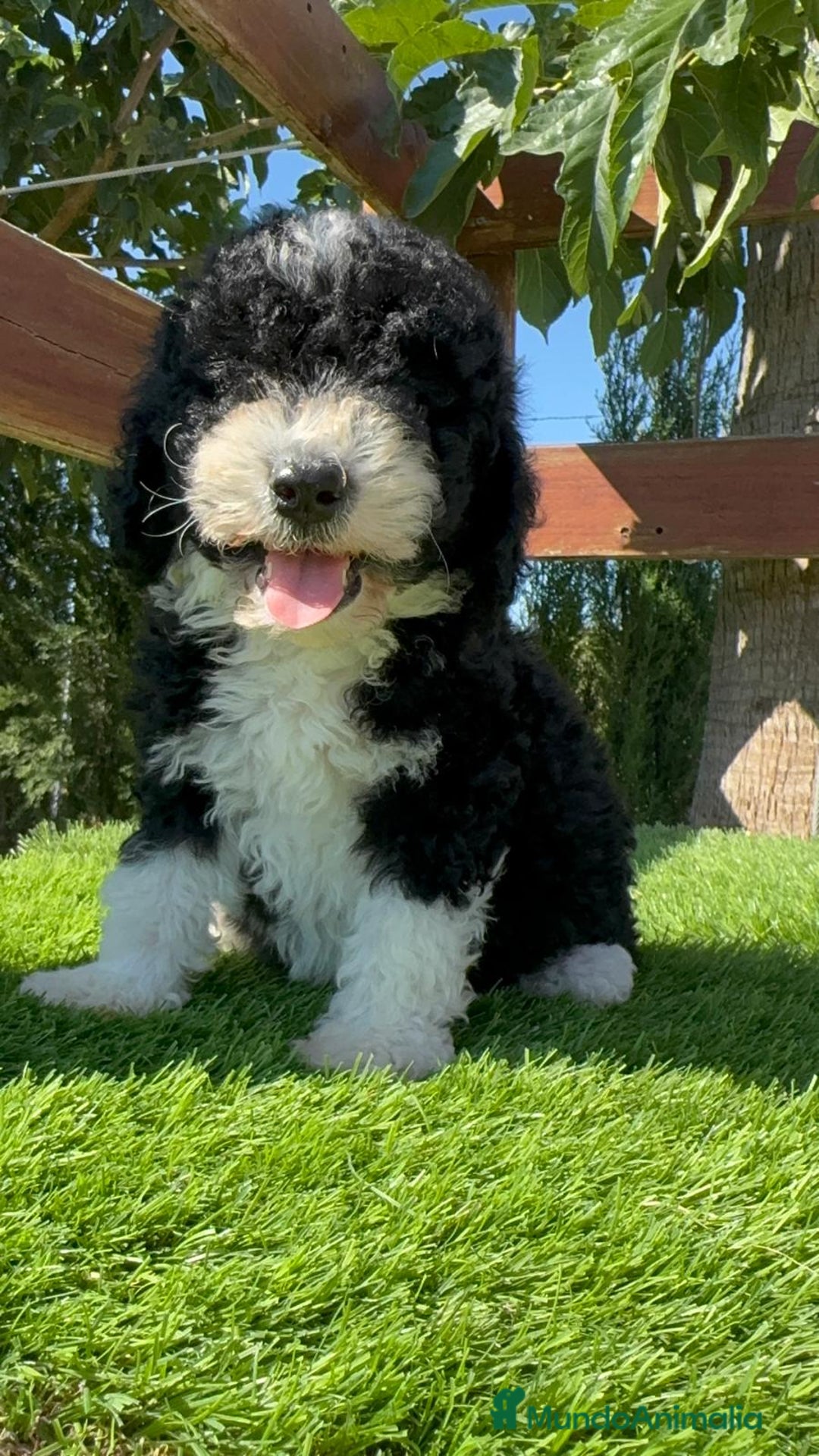 Perro de Agua Español perros en venta: PERRO DE AGUA MACHO - Imagen 21