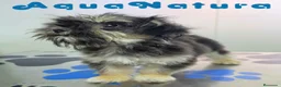 Raza Mixta perros en venta: Havayork (Habanero + Yorkshire) Hembra GUAPISIMA  - Anuncio 3