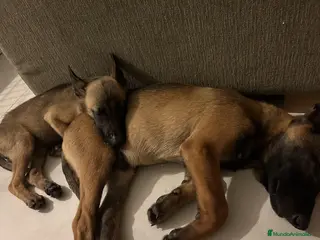 Pastor Belga Malinois perros Malinois - Anuncio 10
