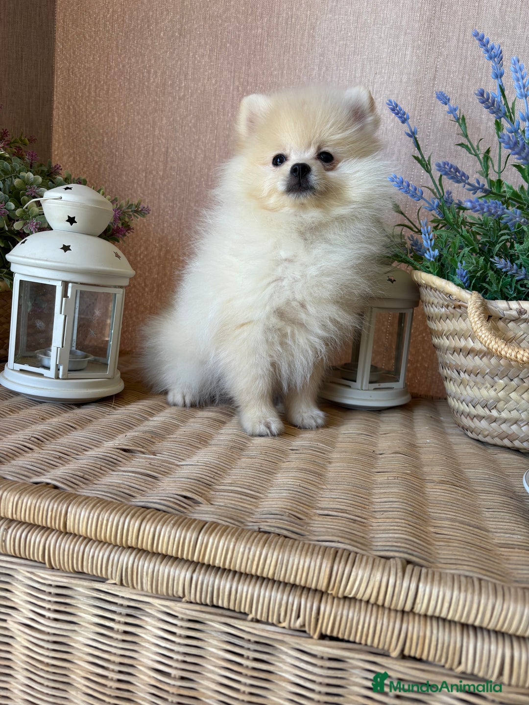 Pomerania perros en venta: Pomerania totalmente vacunado !!! - Anuncio 5