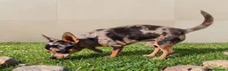 Chihuahua perros en venta: CHIHUAHUA ADULTO Macho - Anuncio 1