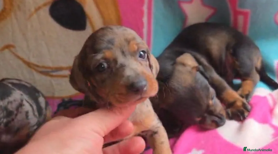 Teckel perros en venta: Teckel Arlequínes y Negros fuego - Anuncio 2