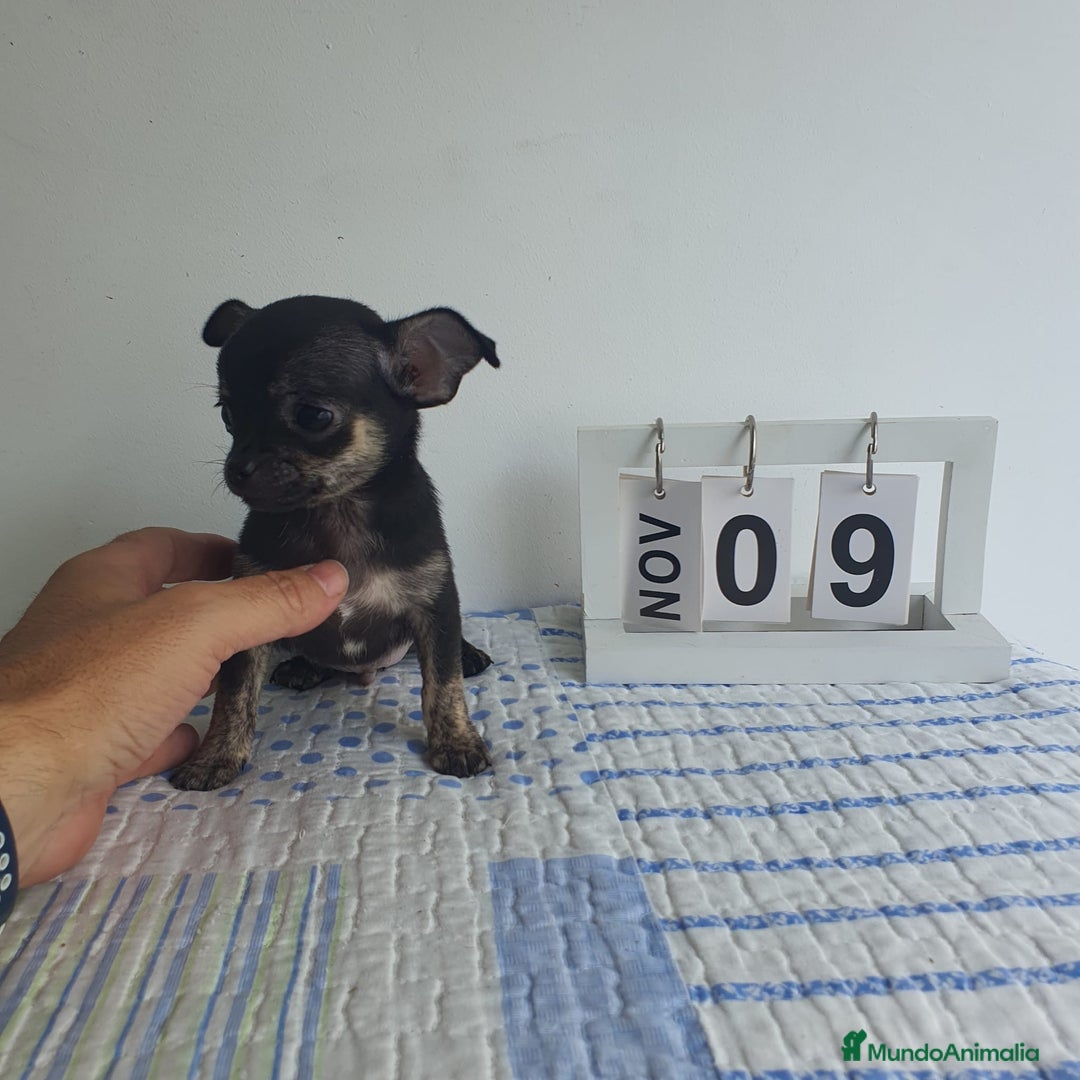 Chihuahua perros en venta: Chihuahua toy - Imagen 2