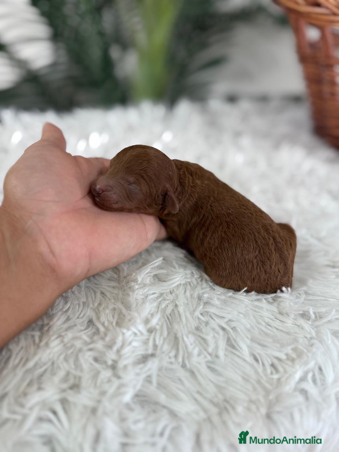 Caniche Toy perros en venta: CANICHE ROJO - Anuncio 2