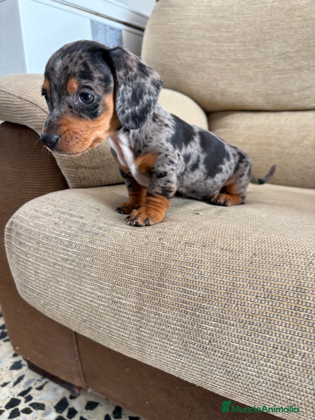 Teckel Miniatura perros en venta: Teckels kaninchen y miniatura  - Imagen 1