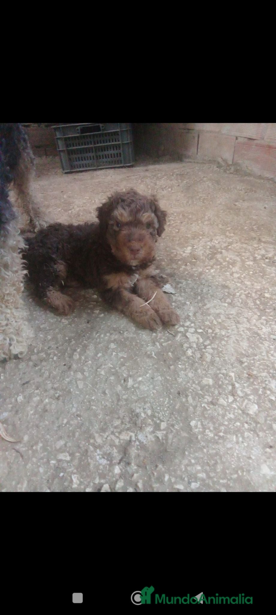 Perro de Agua Español perros Cachorros de pdae - Anuncio 11