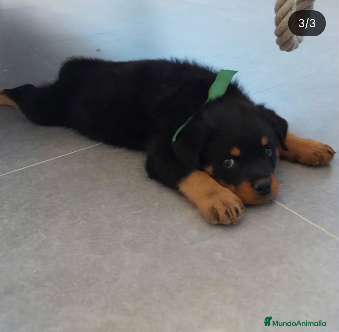 Rottweiler perros en venta: Cachorros rottweiler  - Anuncio 2