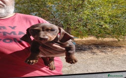 Teckel Miniatura perros en venta: Teckel miniatura pelo corto - Imagen 1