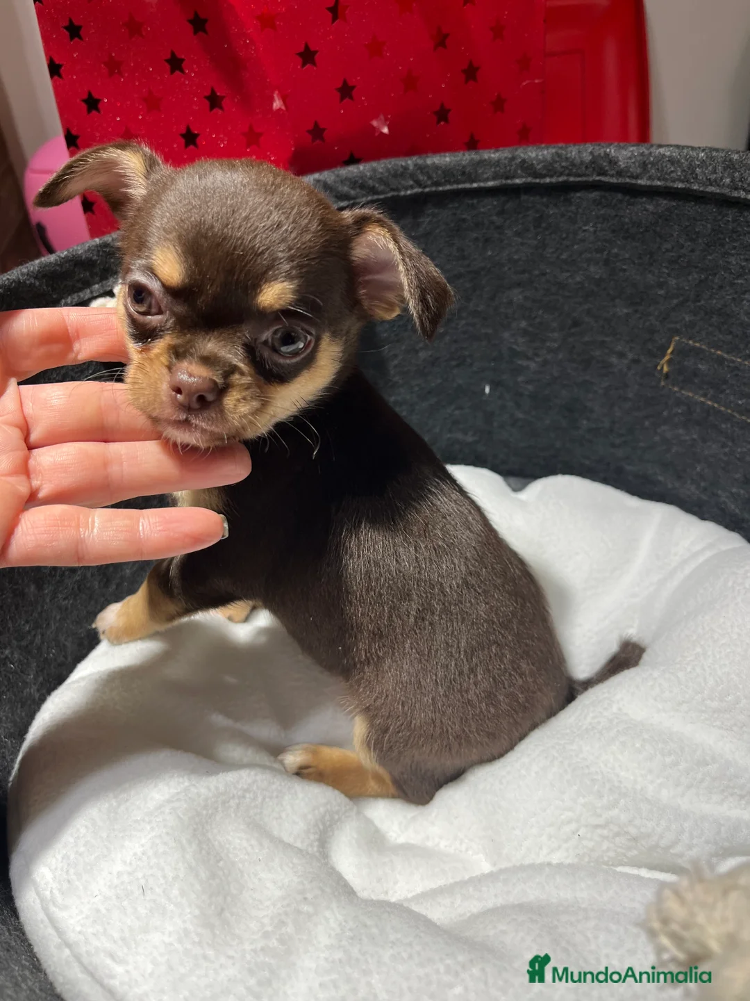 Chihuahua perros en venta: Chihuahua macho línea rusa en Barcelona - Anuncio 3