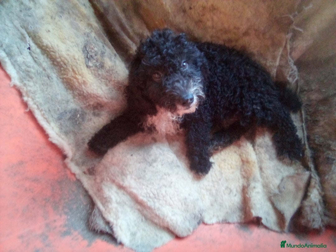 Perro de Agua Español perros en venta: Cachorro PDAE - Imagen 3