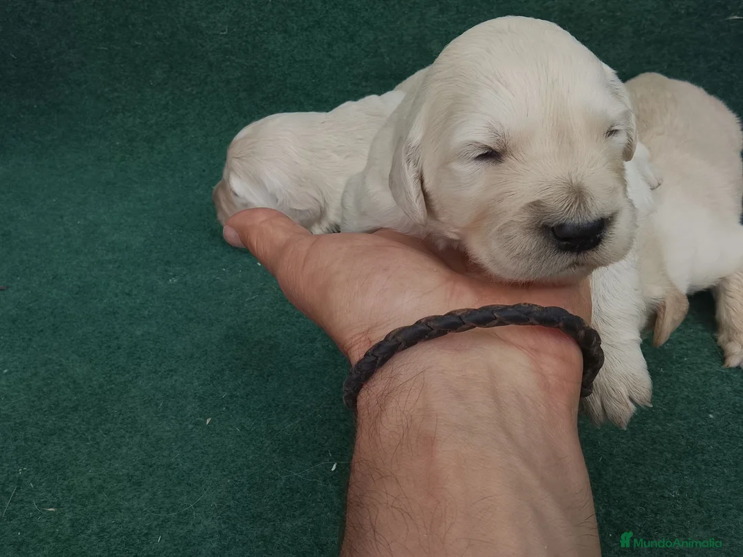 Golden Retriever perros en venta: Cachorros de golden retriever  - Anuncio 2