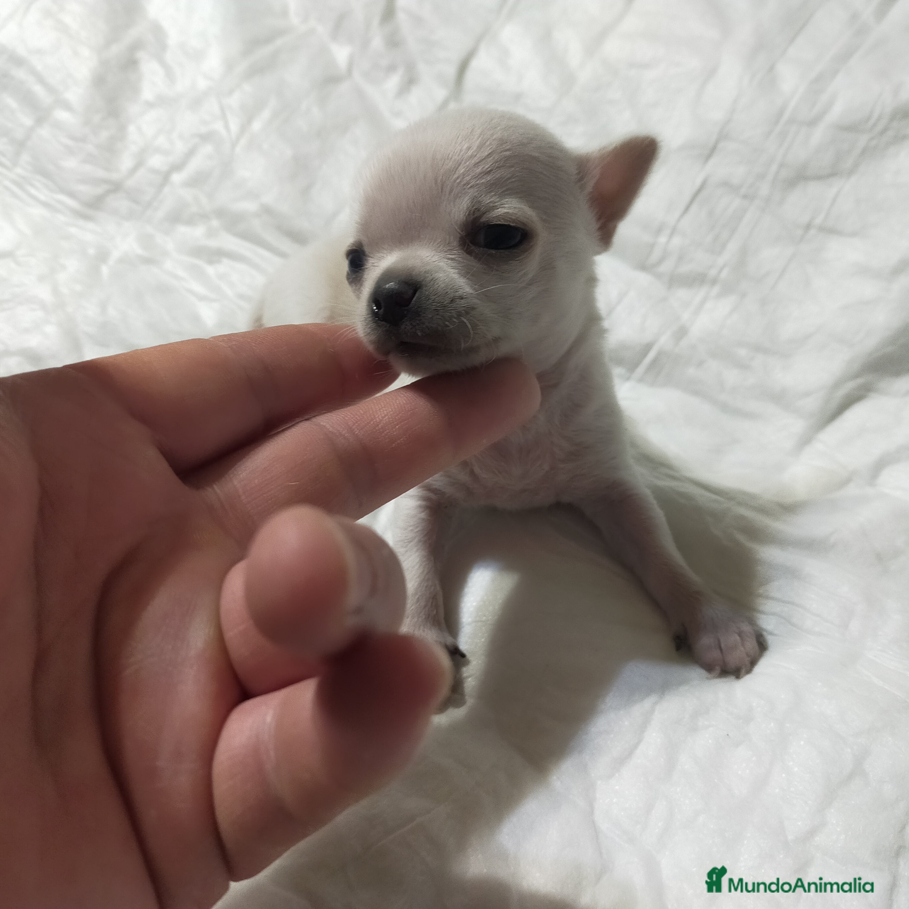 Chihuahua perros Chihuahuas cabecita de manzana 🍏 - Anuncio 17