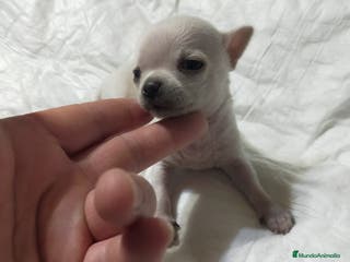 Chihuahua perros Chihuahuas cabecita de manzana 🍏 - Anuncio 2