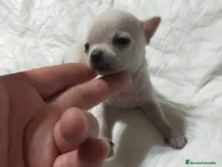 Chihuahua perros Chihuahuas cabecita de manzana 🍏 - Anuncio 3