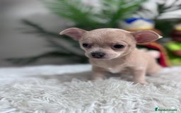Chihuahua perros en venta: CHIHUAHUA HEMBRA - Anuncio 2