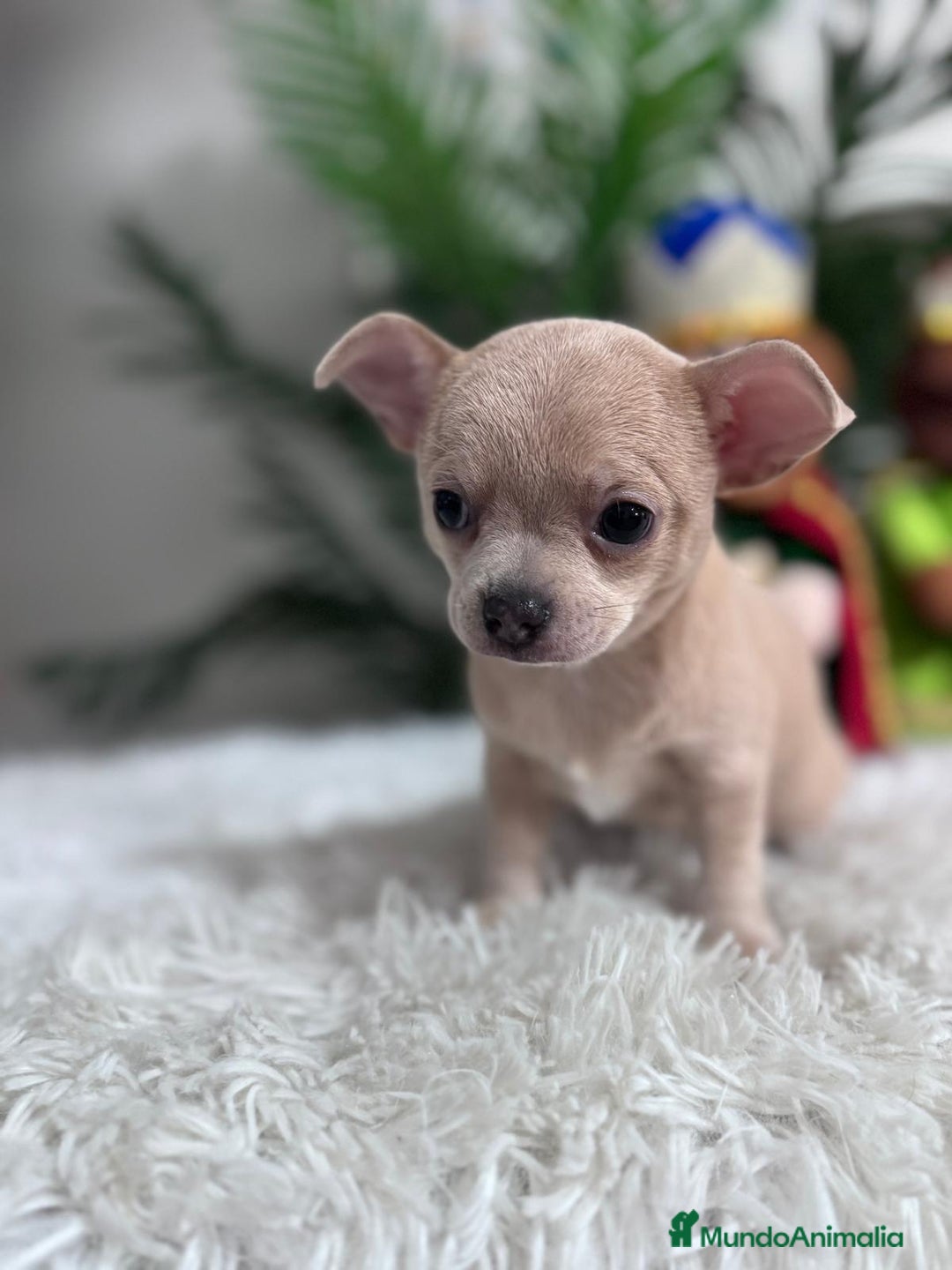 Chihuahua perros en venta: CHIHUAHUA HEMBRA - Anuncio 2
