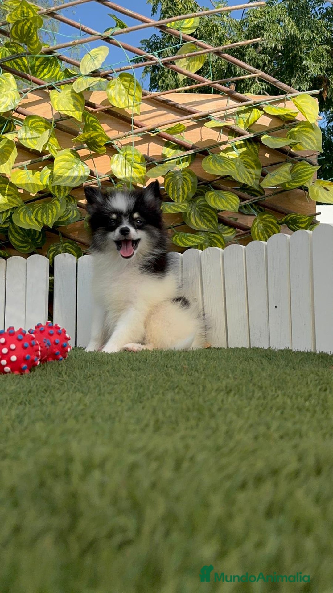 Pomerania perros en venta: POMERANIA HEMBRA - Imagen 5