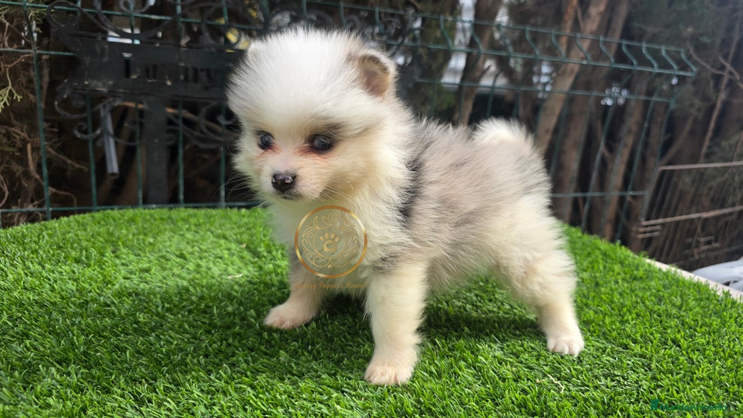 Pomsky perros en venta: Pomsky minis ojos azules  - Anuncio 3