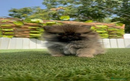 Pomerania perros en venta: POMERANIA MACHO - Imagen 17