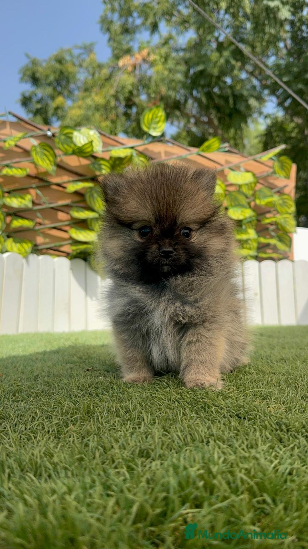 Pomerania perros en venta: POMERANIA MACHO - Imagen 17