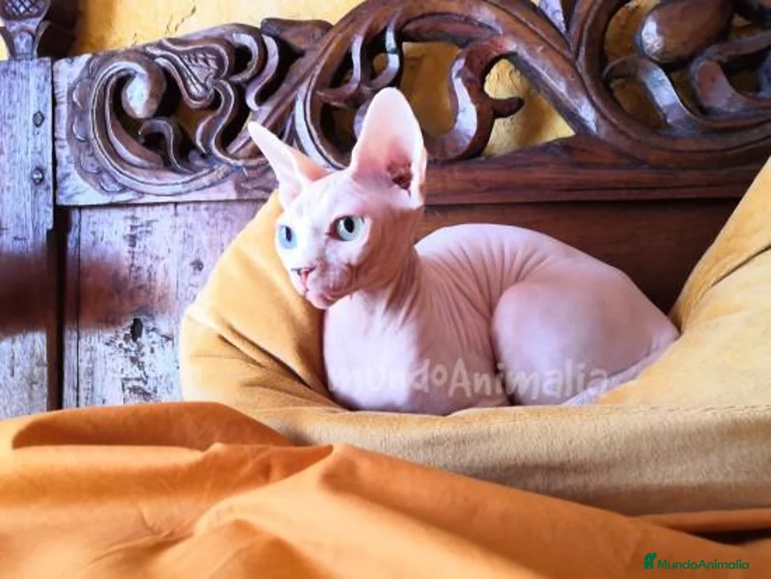 Imagen de galería {{count}}