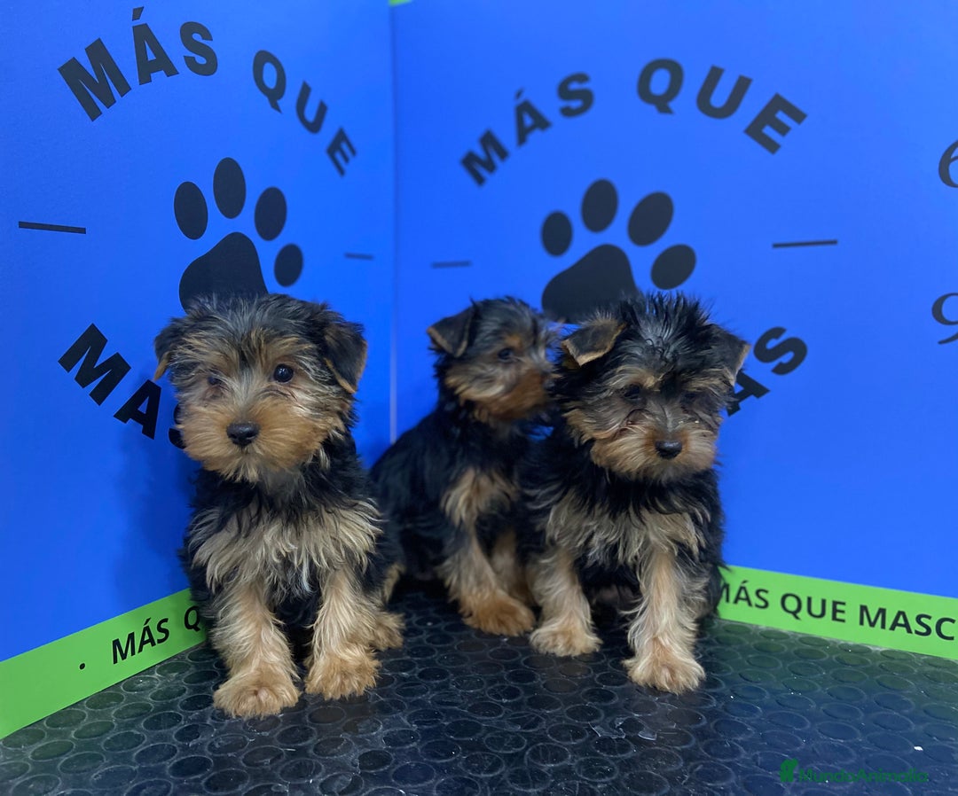 Yorkshire Terrier perros en venta: Cachorros Yorkshire 650€ ¡PRECIO REAL! - Imagen 3