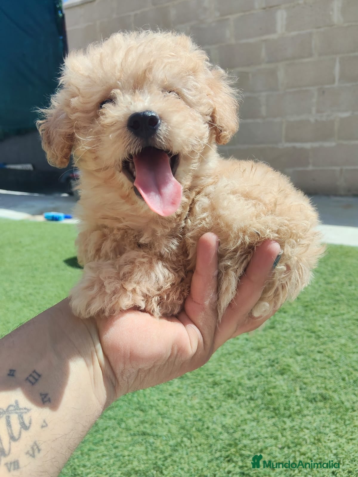 Caniche Toy perros Ultimo de la camada❗❗❗❗❗ - Anuncio 2