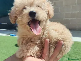 Caniche Toy perros Ultimo de la camada❗❗❗❗❗ - Anuncio 2