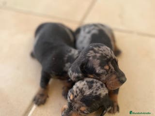 Teckel Miniatura perros teckel miniatura - Anuncio 3