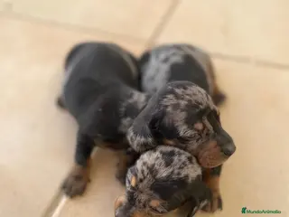 Teckel Miniatura perros teckel miniatura - Anuncio 2