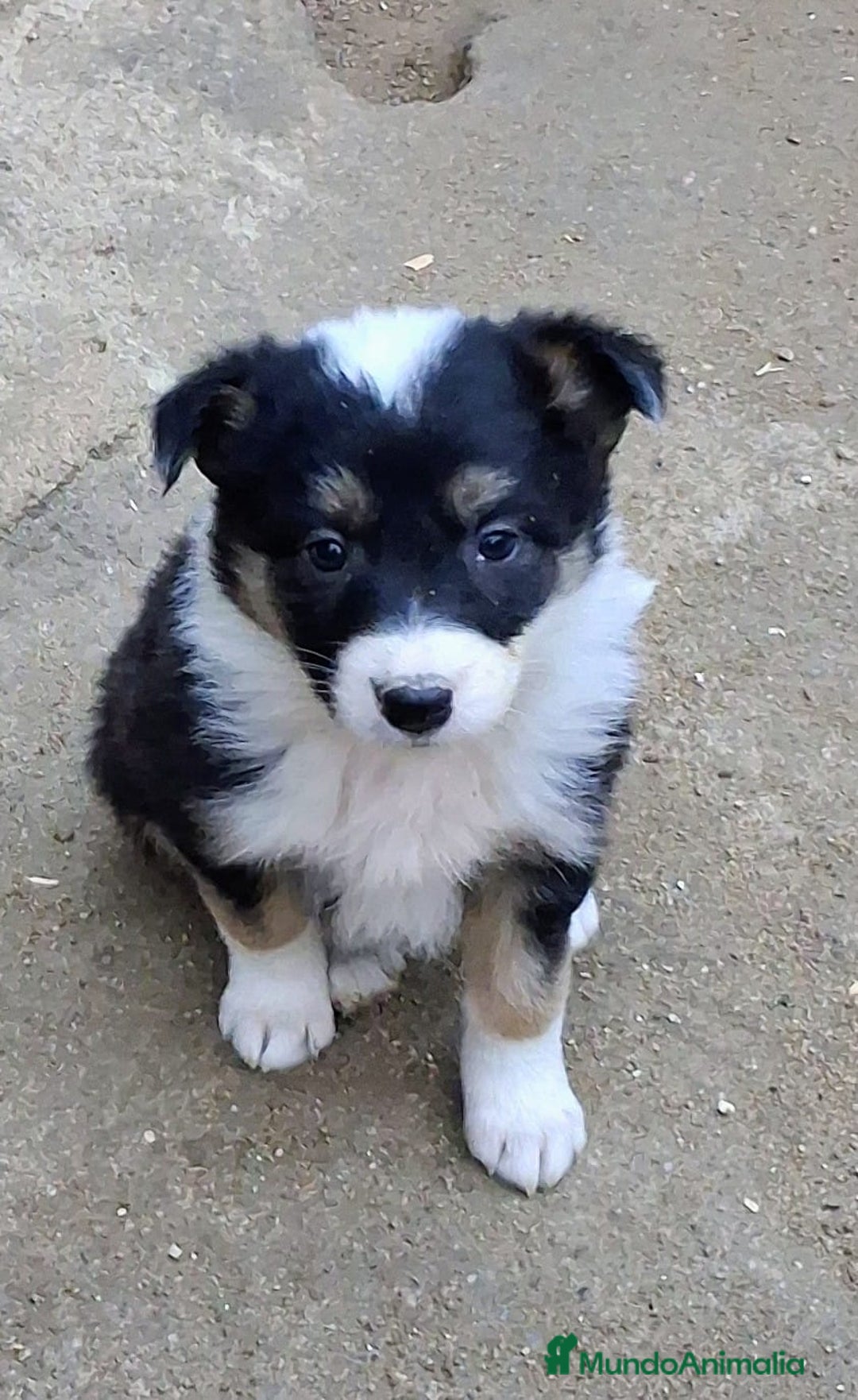 Border Collie perros en venta: Boder collie Getafe  - Anuncio 4
