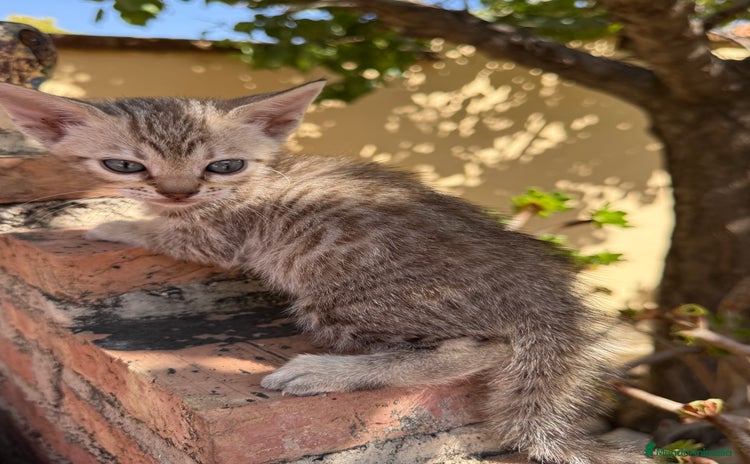 Bengalí gatos - Anuncio 10