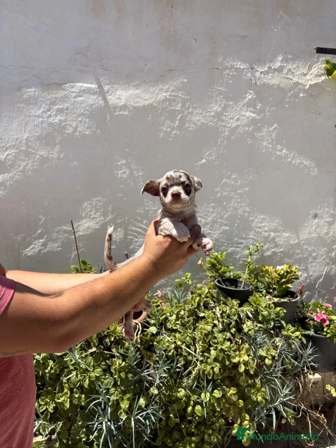 Chihuahua perros en venta: Chihuhuas  - Anuncio 1