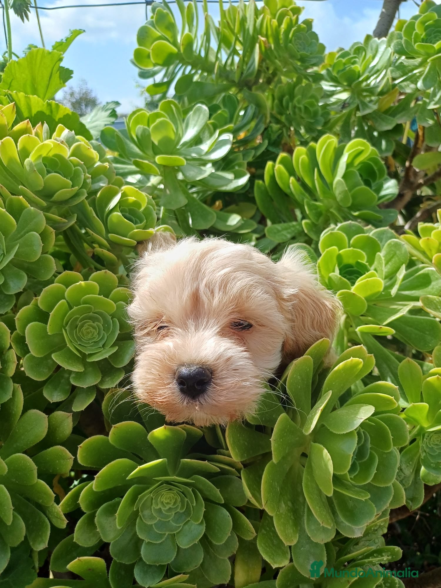 Maltipoo perros Espectacular macho Maltipoo🐾🐶 - Anuncio 5