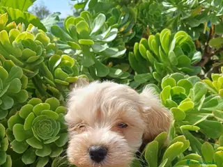 Maltipoo perros Espectacular macho Maltipoo🐾🐶 - Anuncio 5