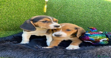 Beagle perros en Ciudad Real - Propaganda 1