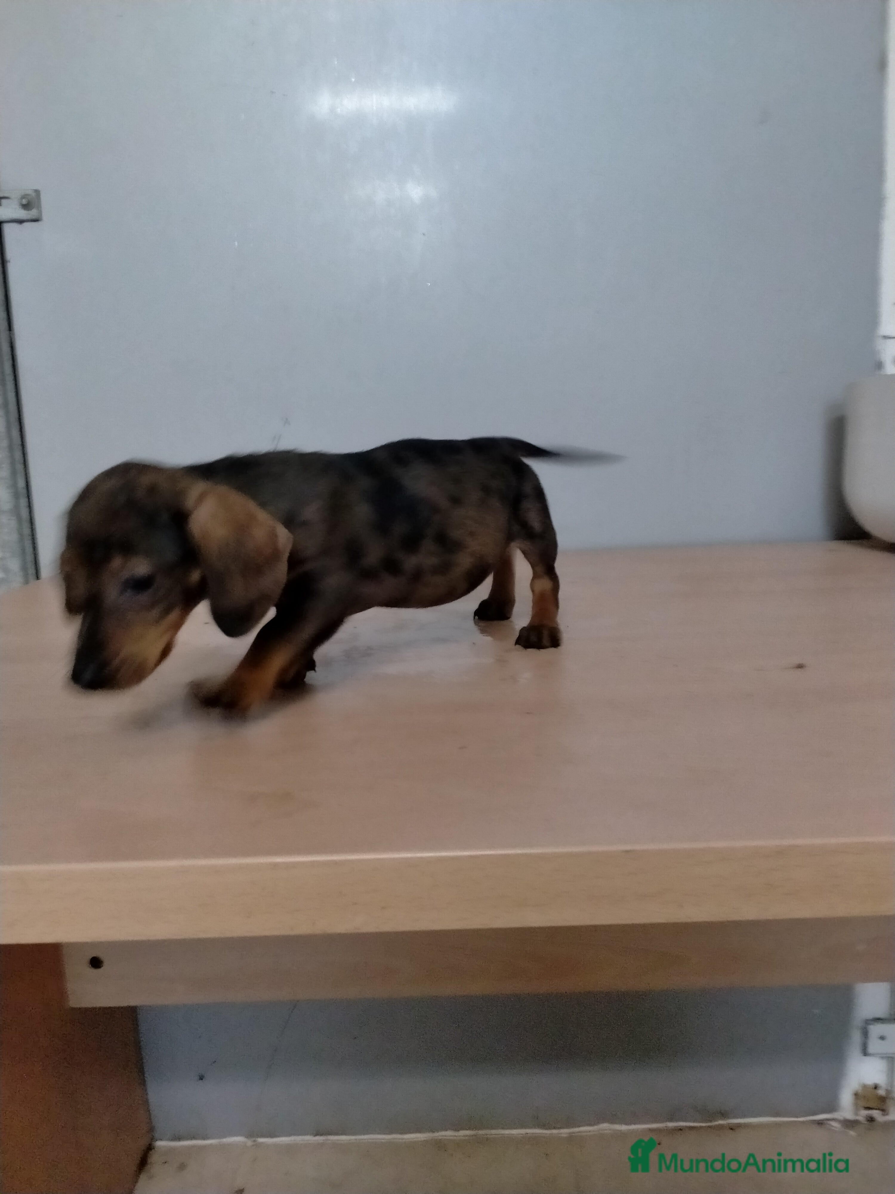 Teckel Miniatura perros Teckel arlequín chocolate  - Anuncio 1