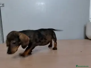 Teckel Miniatura perros Teckel arlequín chocolate - Anuncio 1