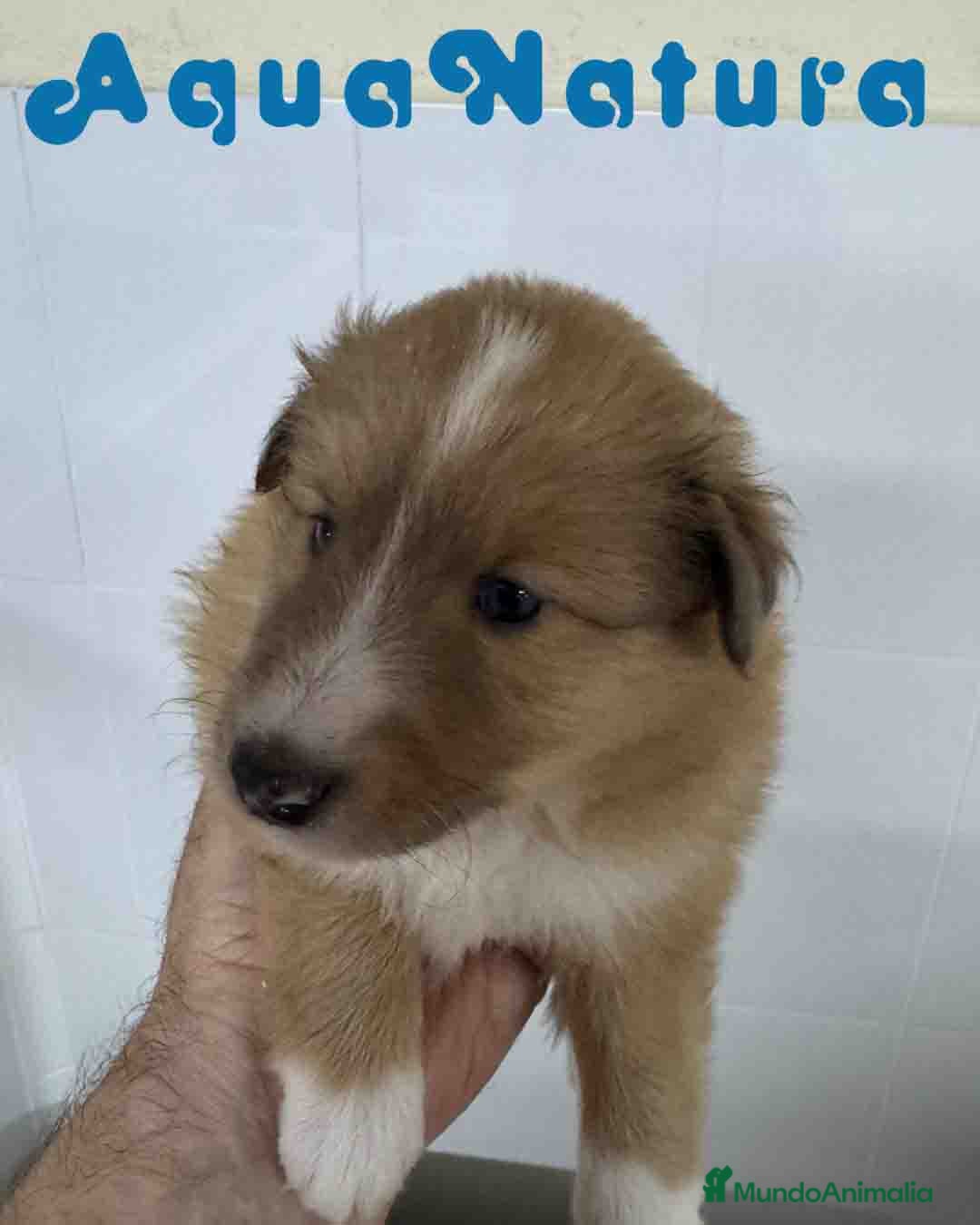 Perro Pastor de las Shetland perros en venta: Pastor de Shetland Macho 1 de Nana AQUANATURA - Anuncio 3