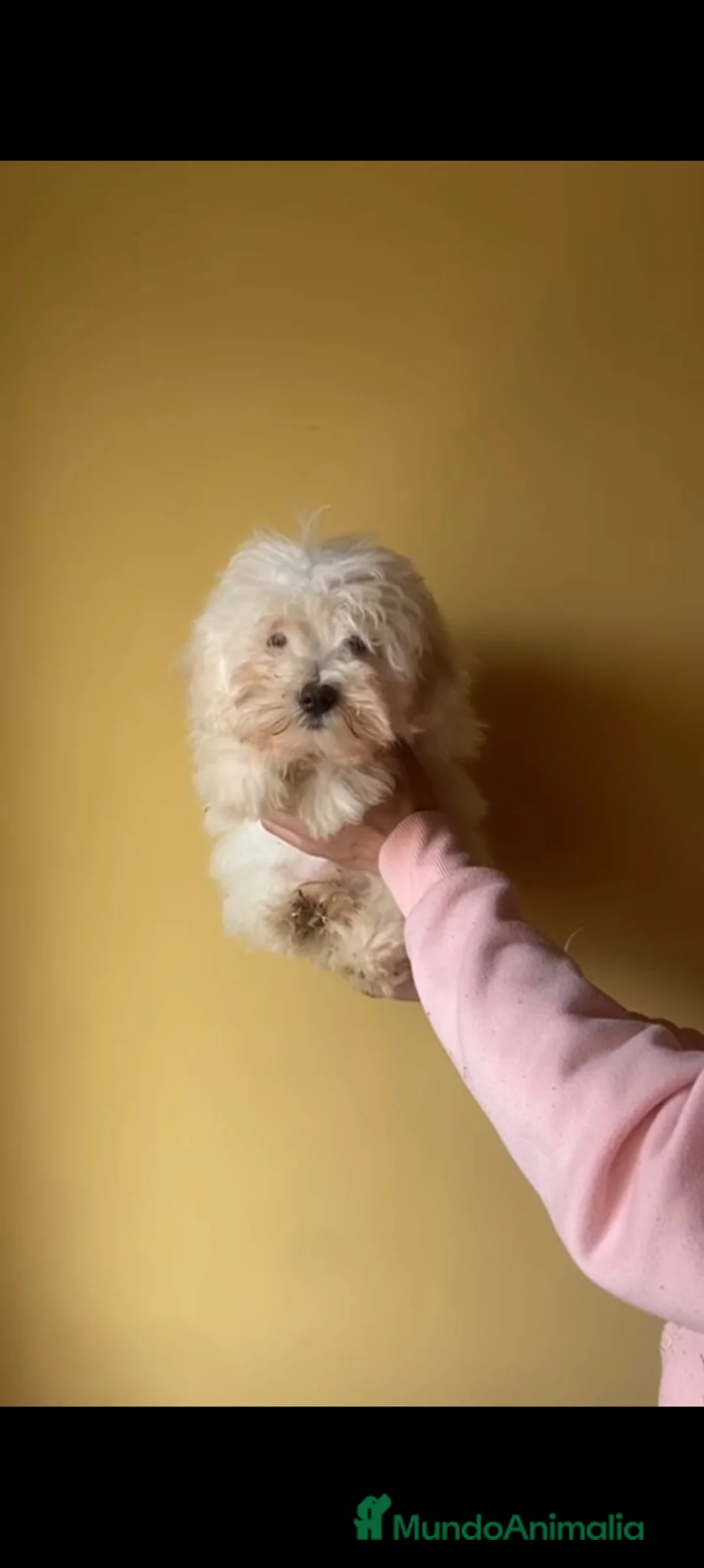 Maltipom perros en venta: Maltipoo toy - Anuncio 1